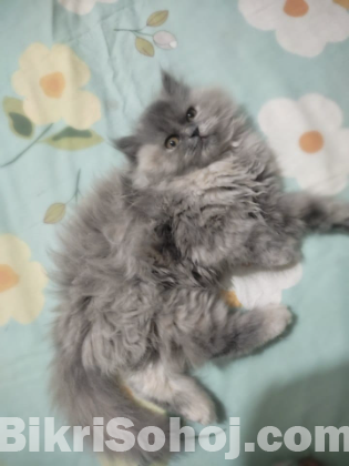 Traditional Pure blood Persian Kitten